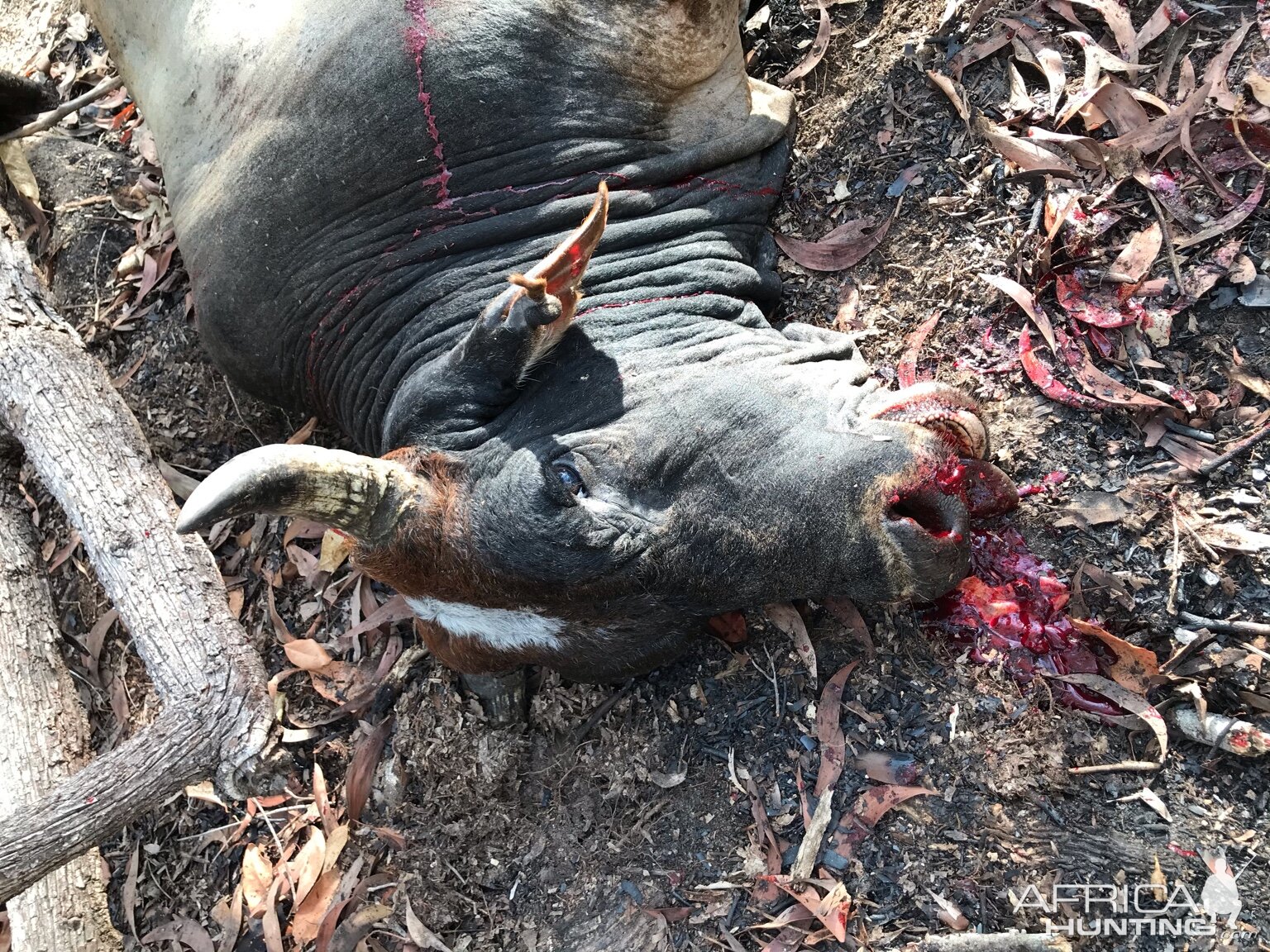 Australia Hunting Scrub Bull