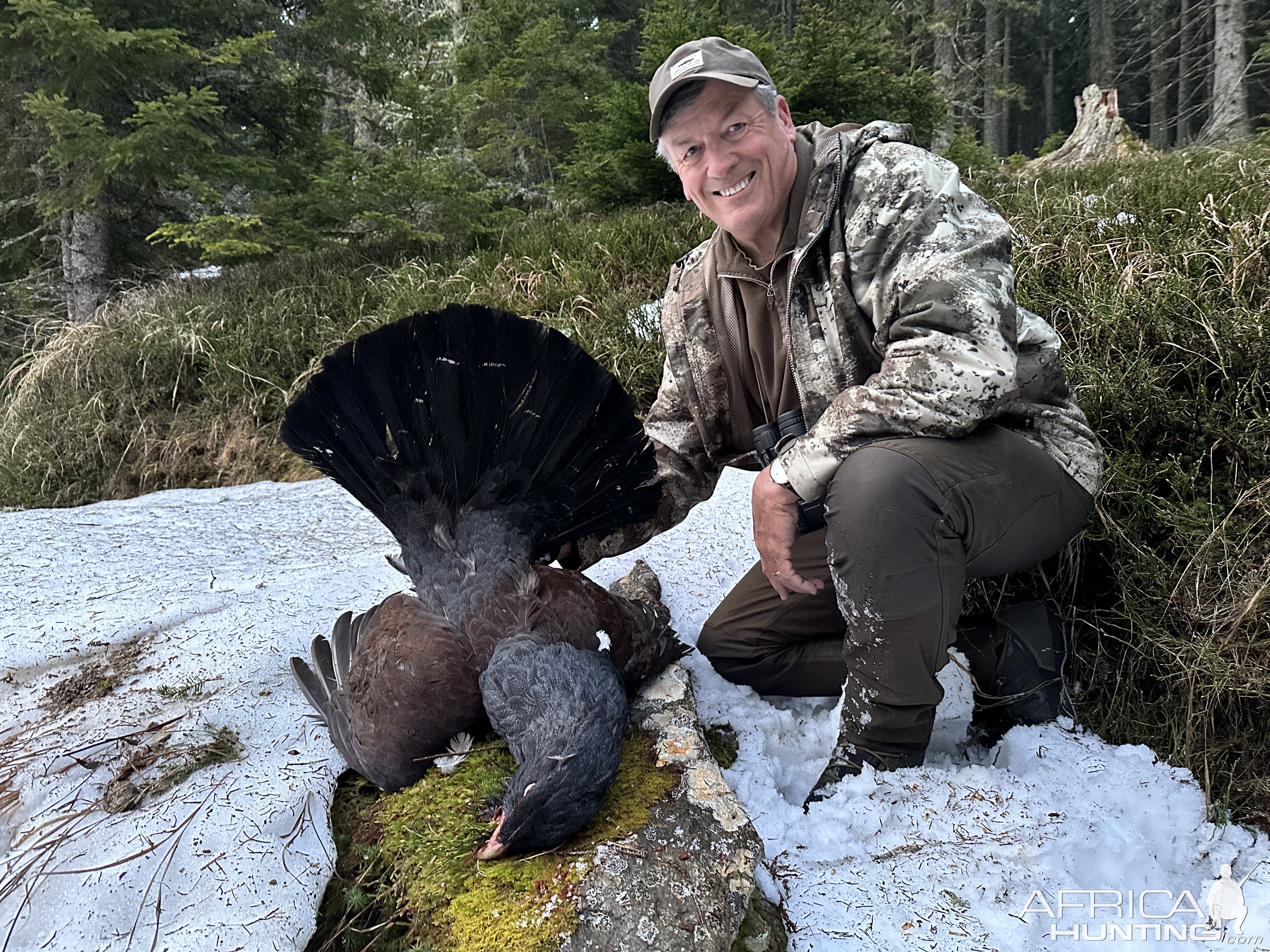 Austrian Capercaillie (Auerhahn)