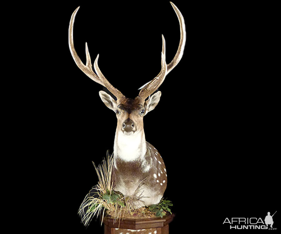 Axis Deer Pedestal Mount Taxidermy