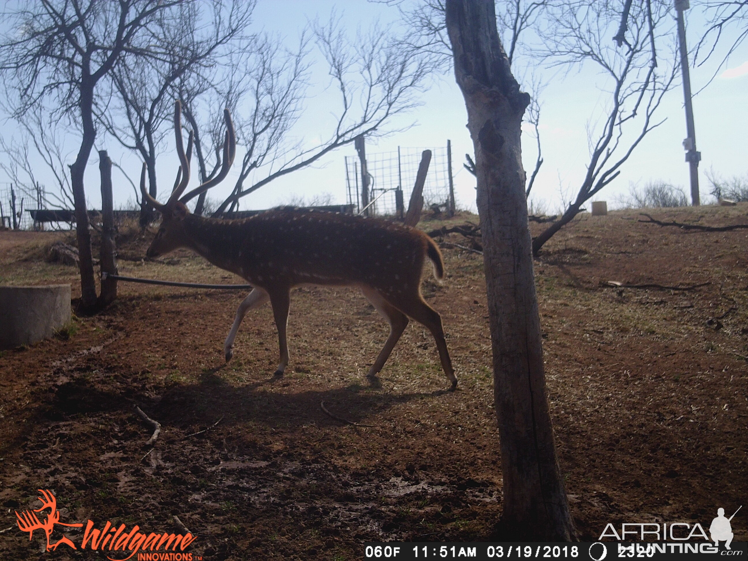 Axis Deer Trail Cam Pictures Texas