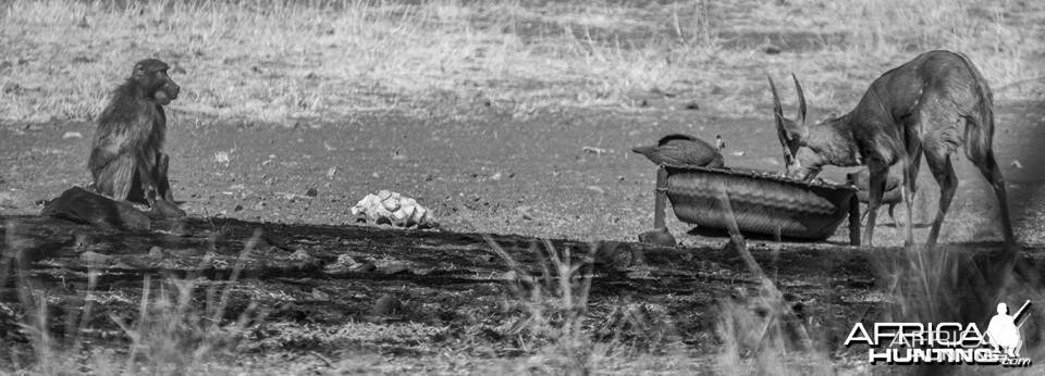 Baboon and Bushbuck