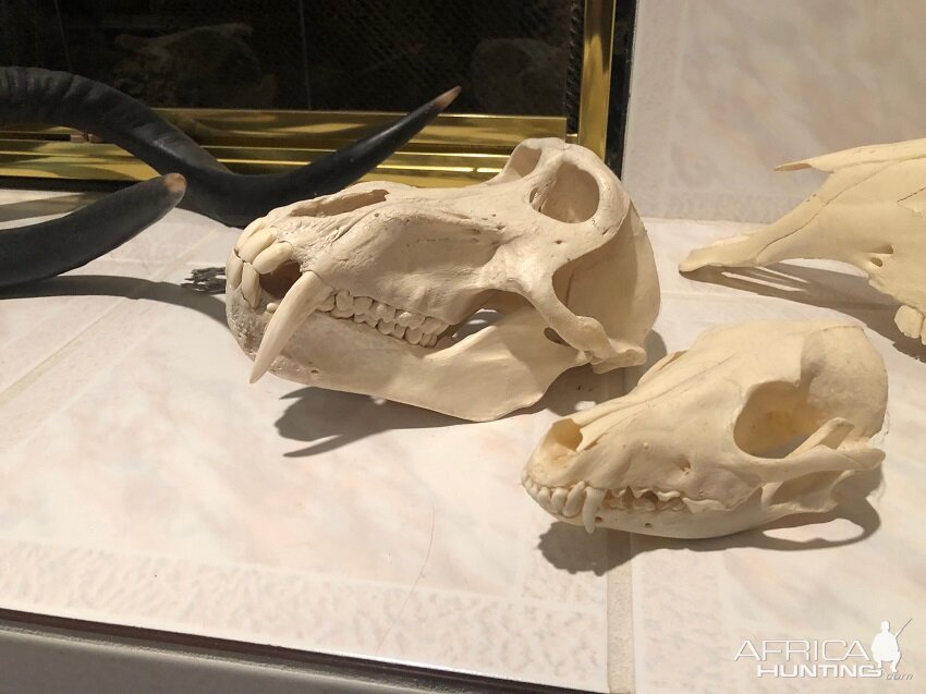 Baboon & Black Backed Jackal Skull Taxidermy