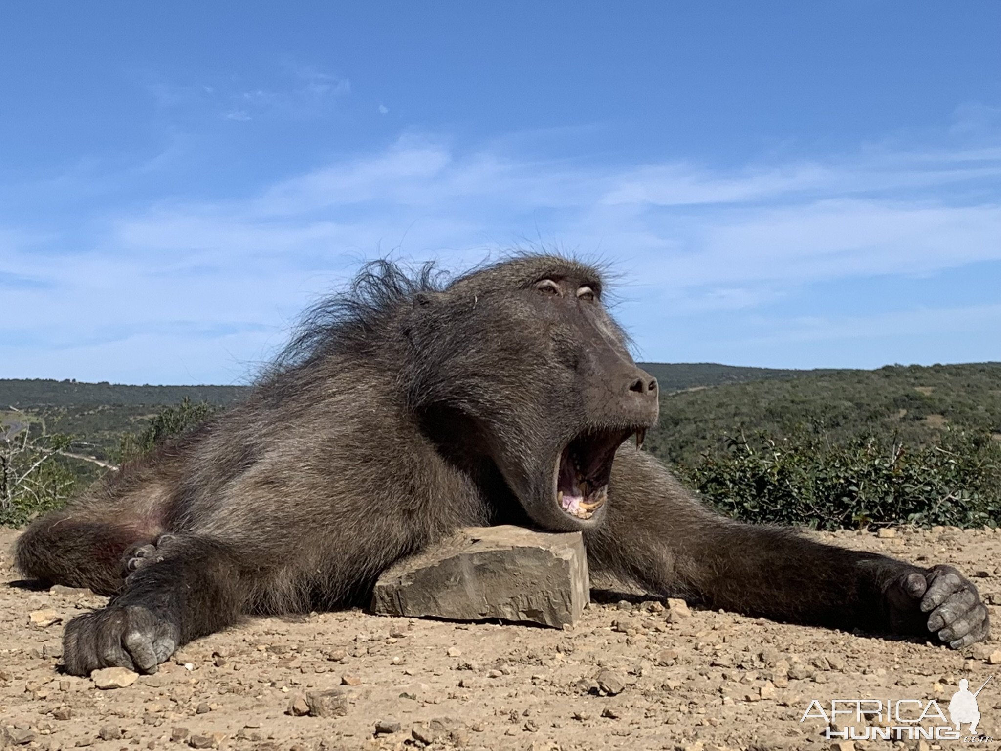 Baboon Hunt Eastern Cape South Africa