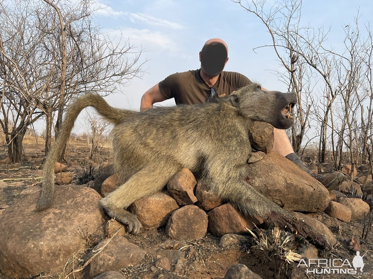 Baboon Hunting Zimbabwe