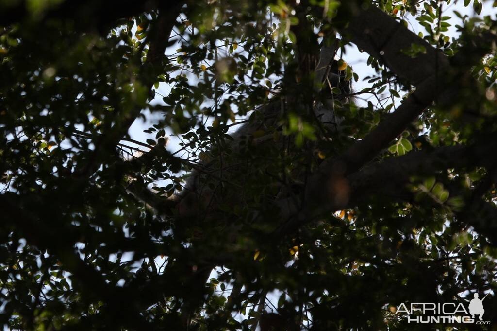 Baboon in the tree