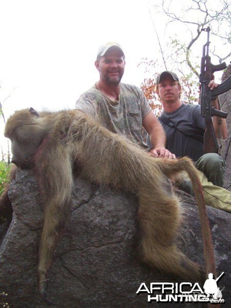 Baboon Mozambique