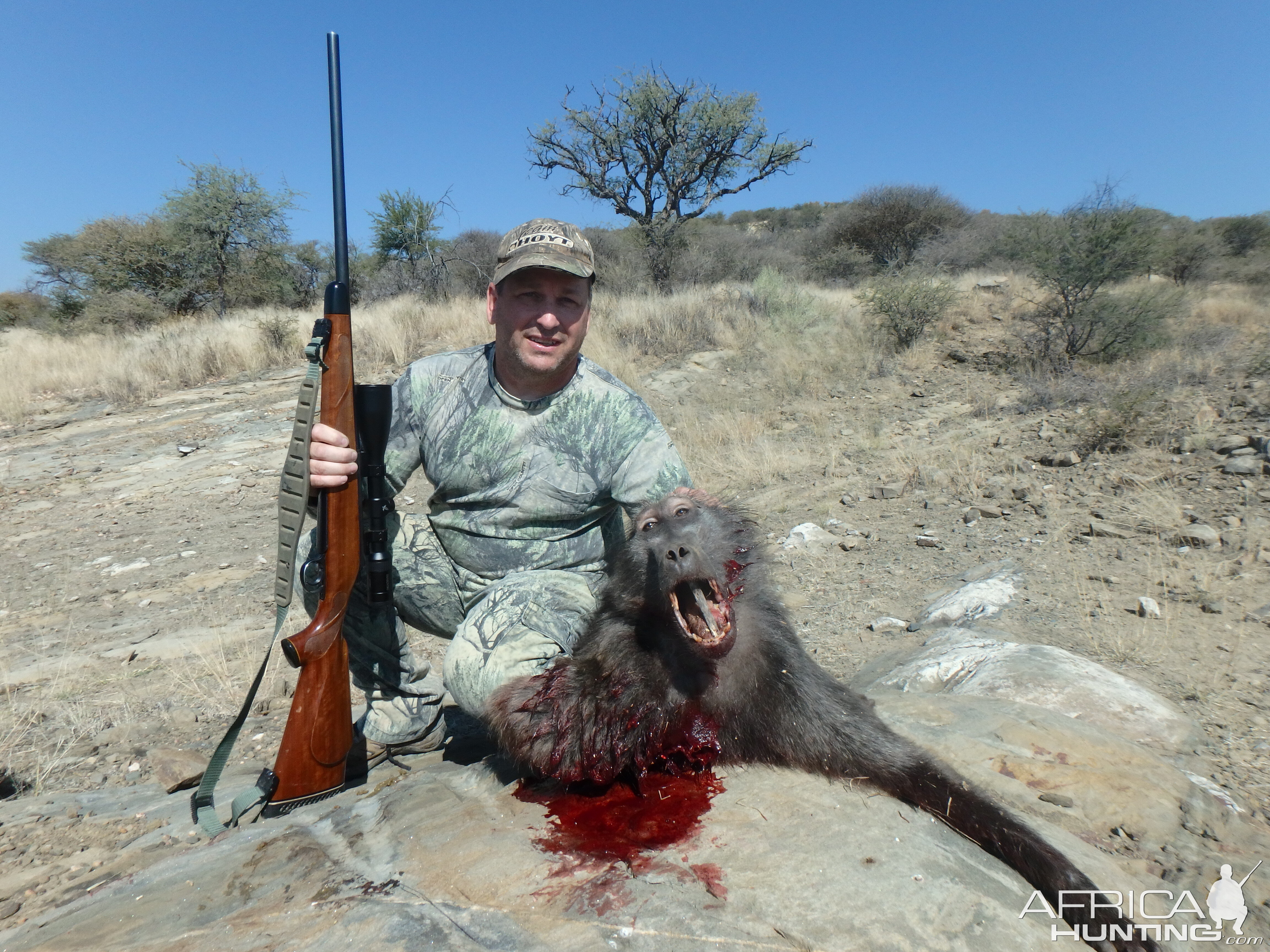 Baboon Namibia Hunting