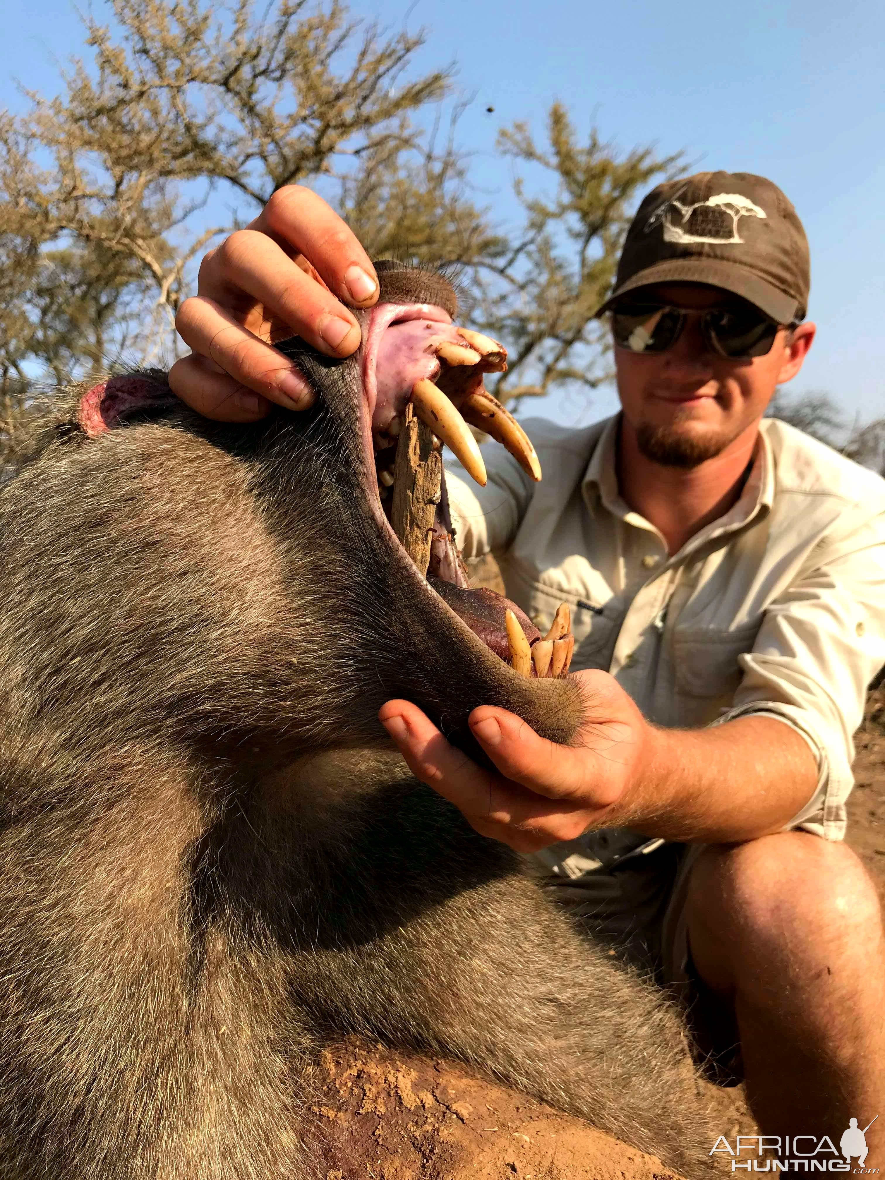 Baboon South Africa with Bayly Sippel Safaris