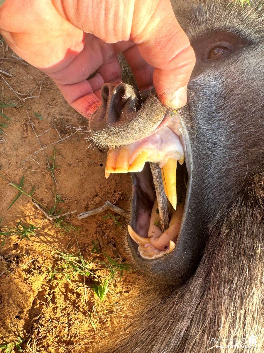 Baboon Teeth