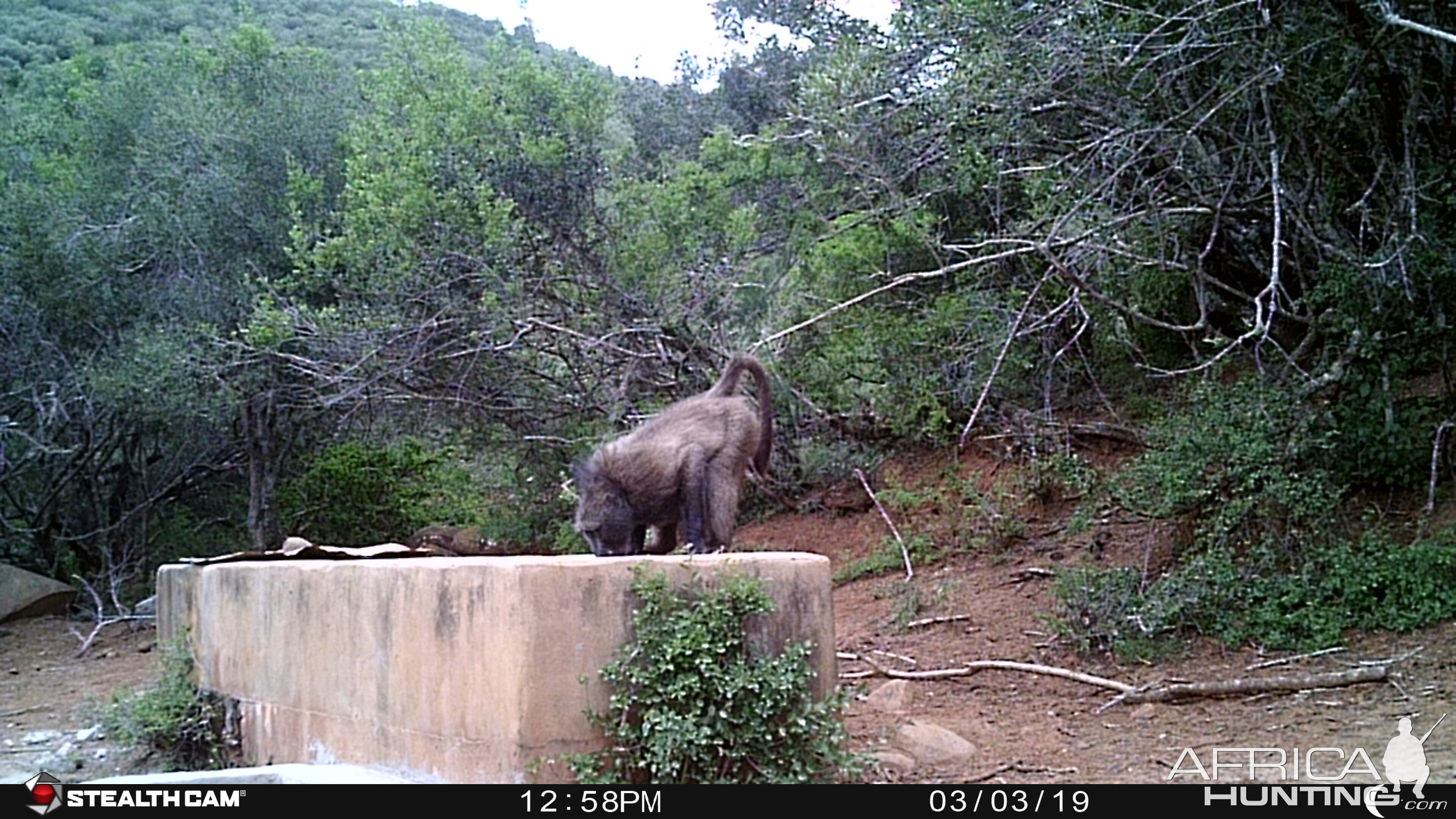 Baboon Trail Cam Pictures South Africa