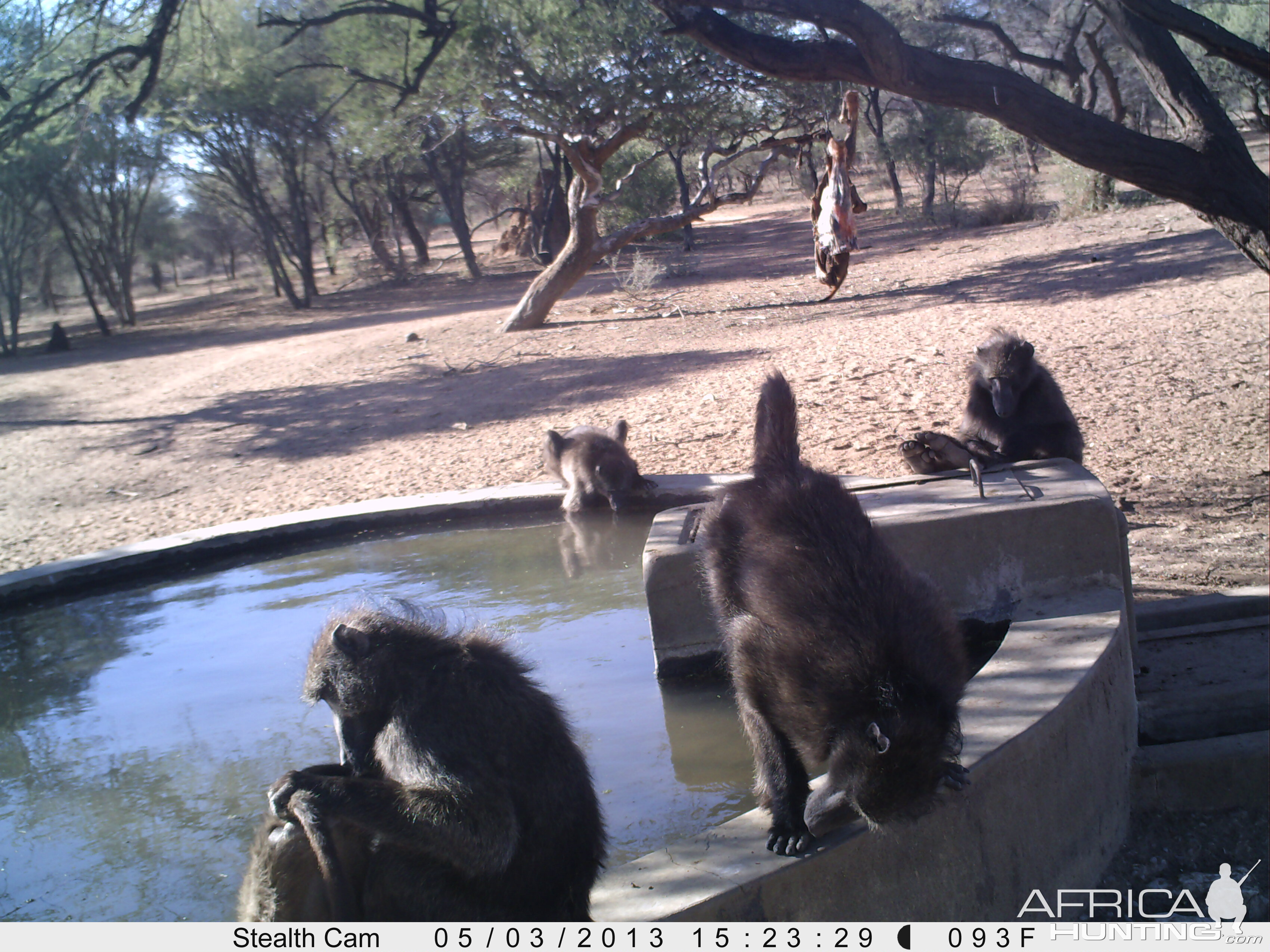 Baboon Trail Camera