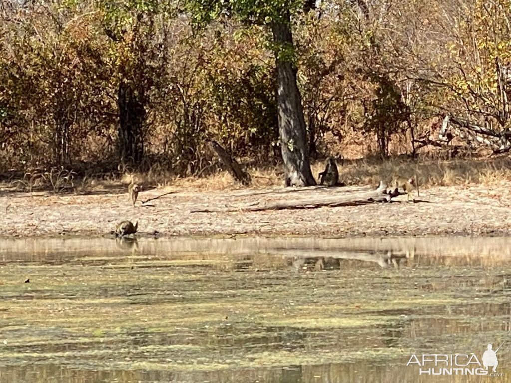 Baboons At Waterhole Zimbabwe