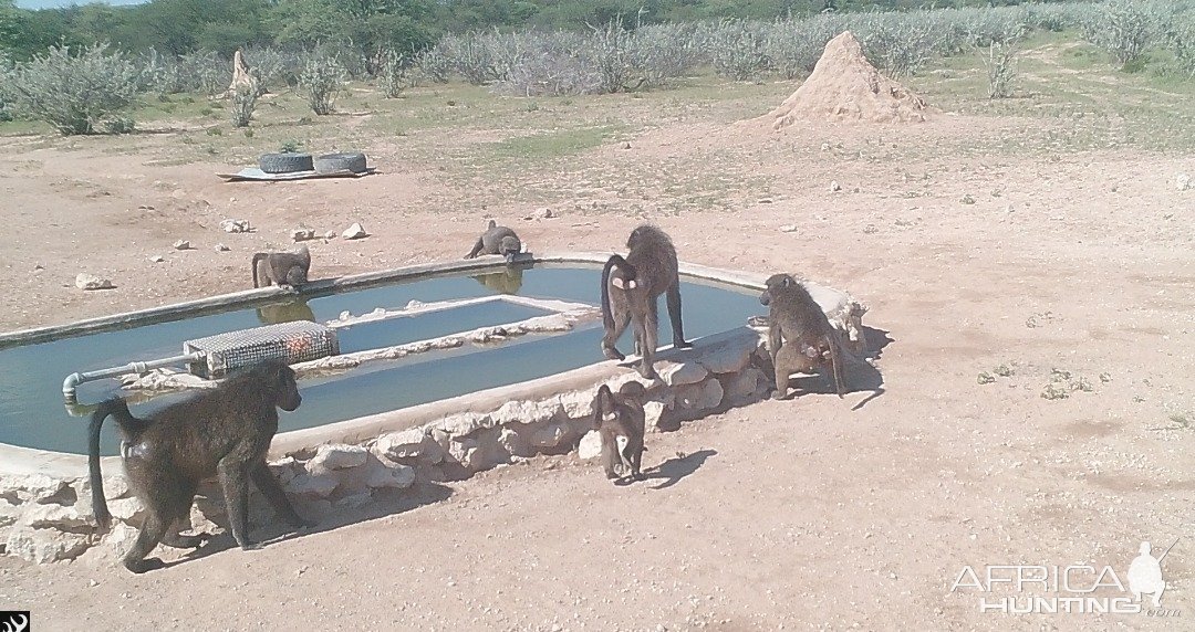 Baboons Namibia