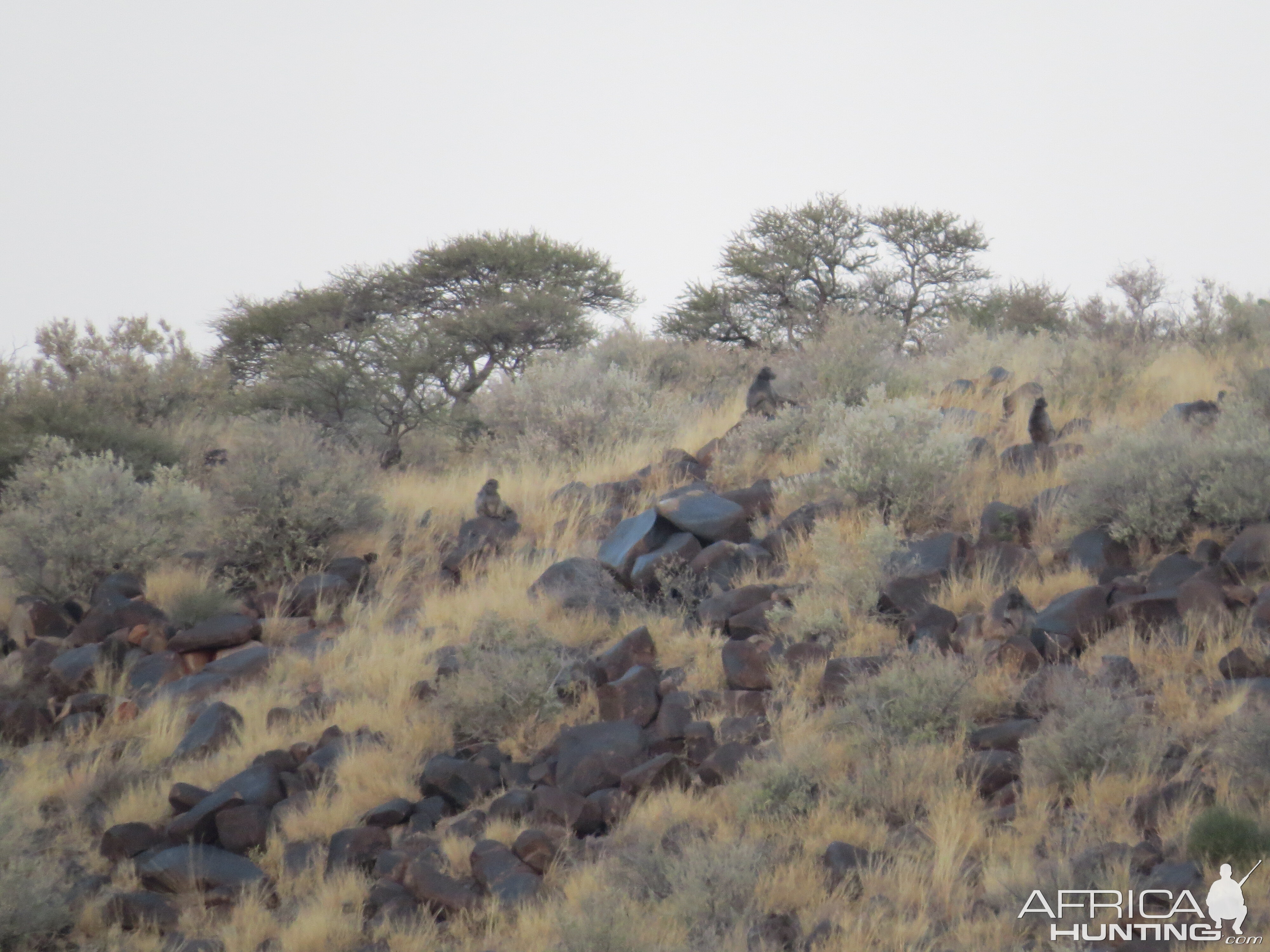 Baboons on a distant hill