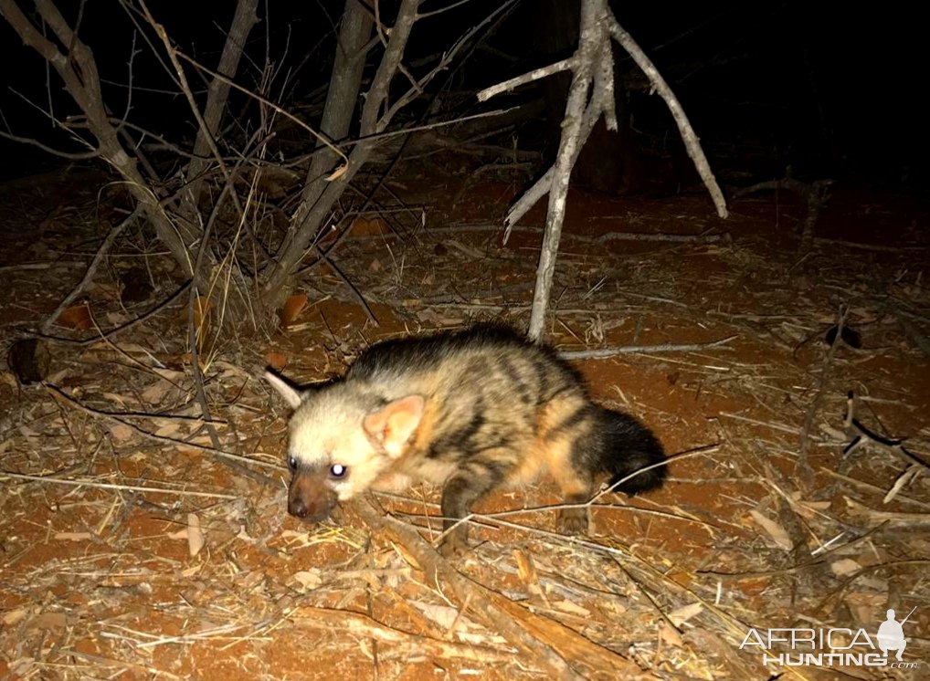 Baby Aardwolf