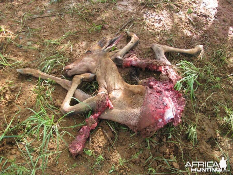 Baby Hartebeest after Cheetah had his way with it