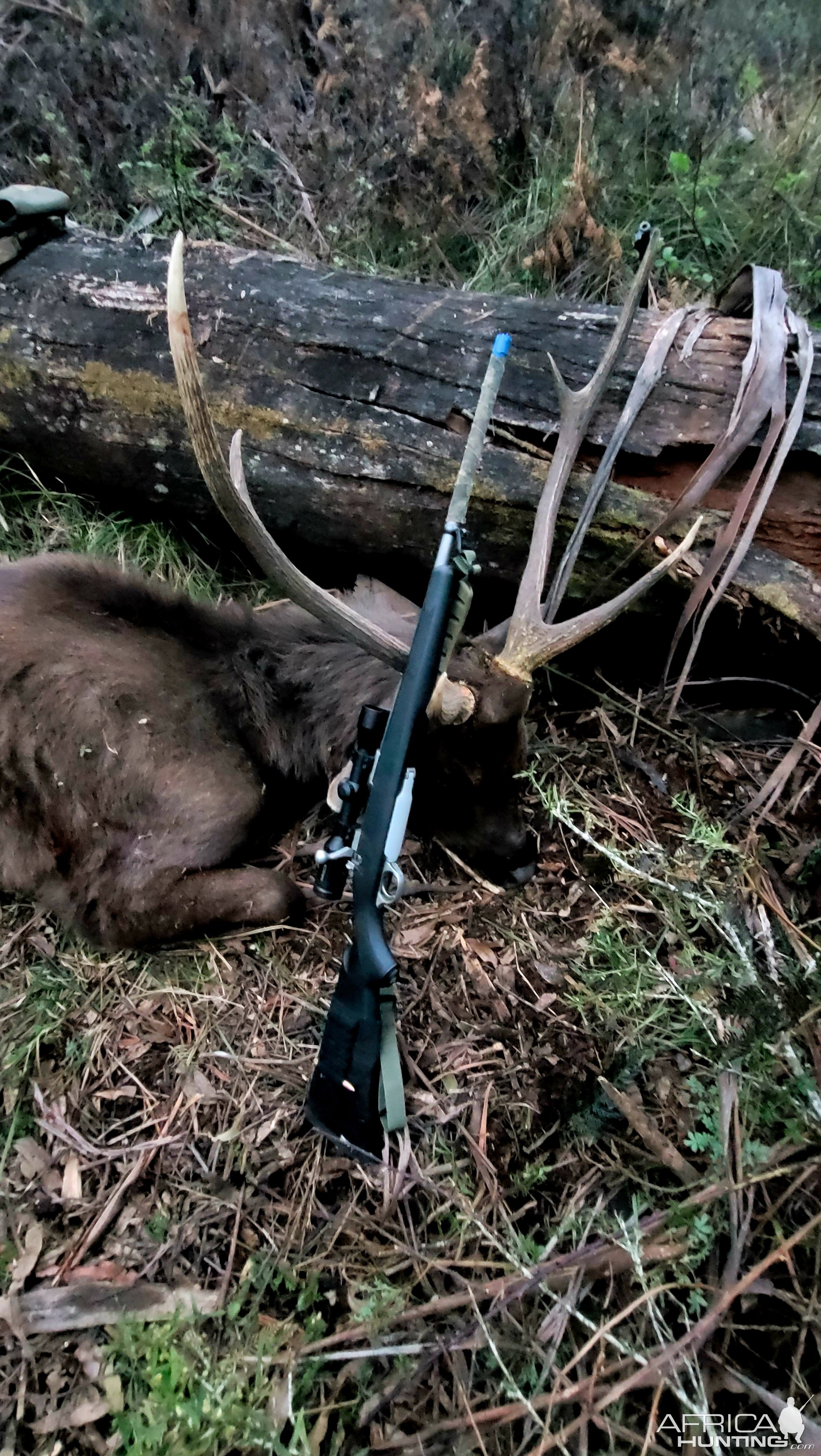 Backpack Sambar Stag Hunt Australia