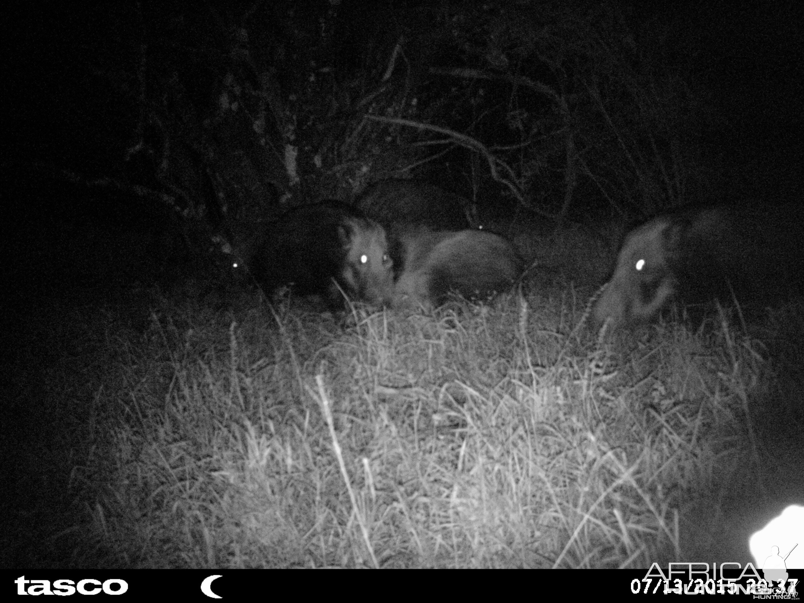 Baited bushpig in Mankazana Valley.