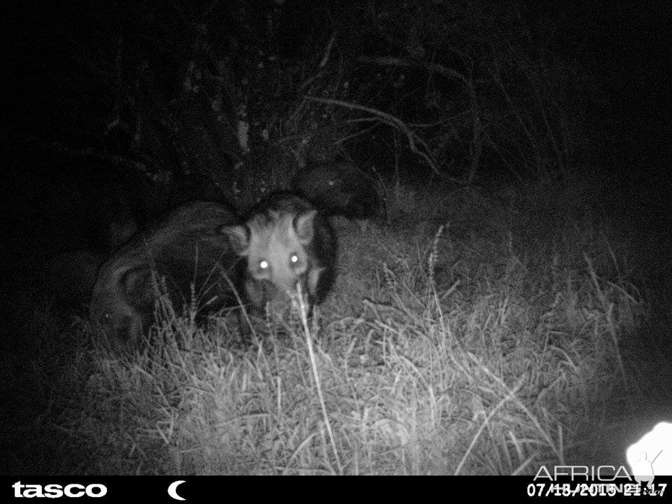 Baited bushpig in Mankazana Valley.