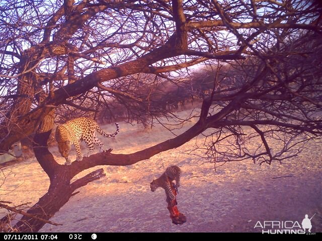 Baited Leopard in Namibia