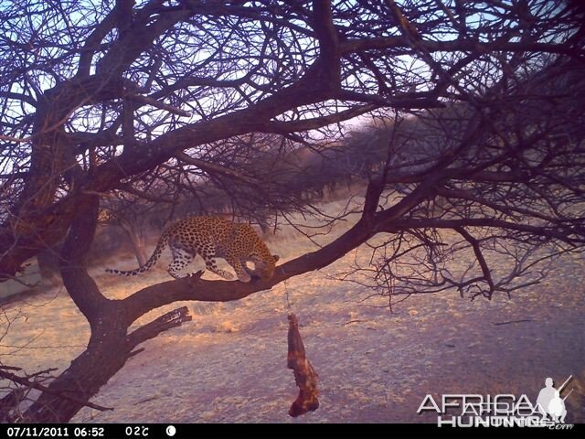 Baited Leopard in Namibia