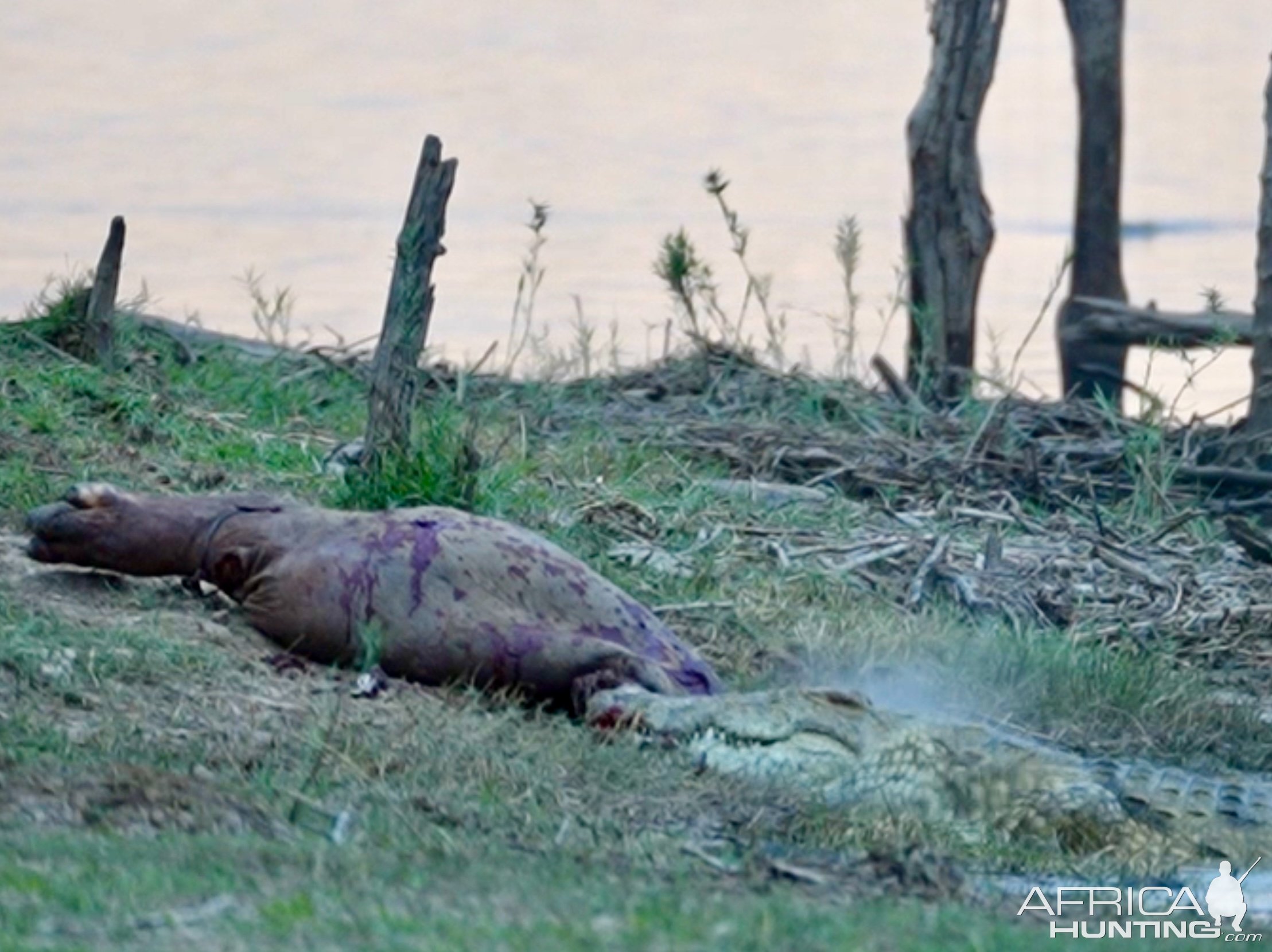 Baiting Crocodile Zimbabwe