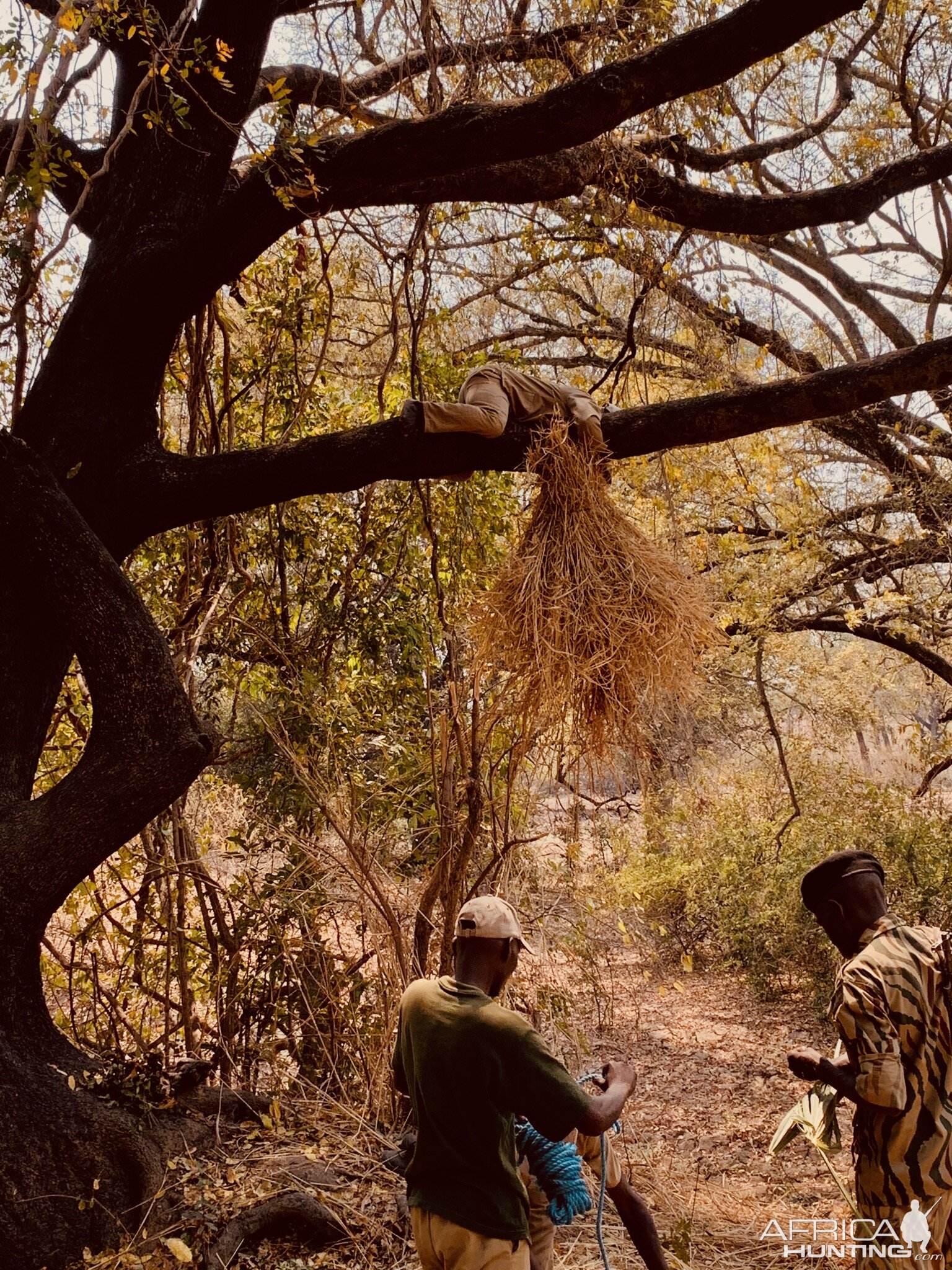 Baiting Leopard Zambia