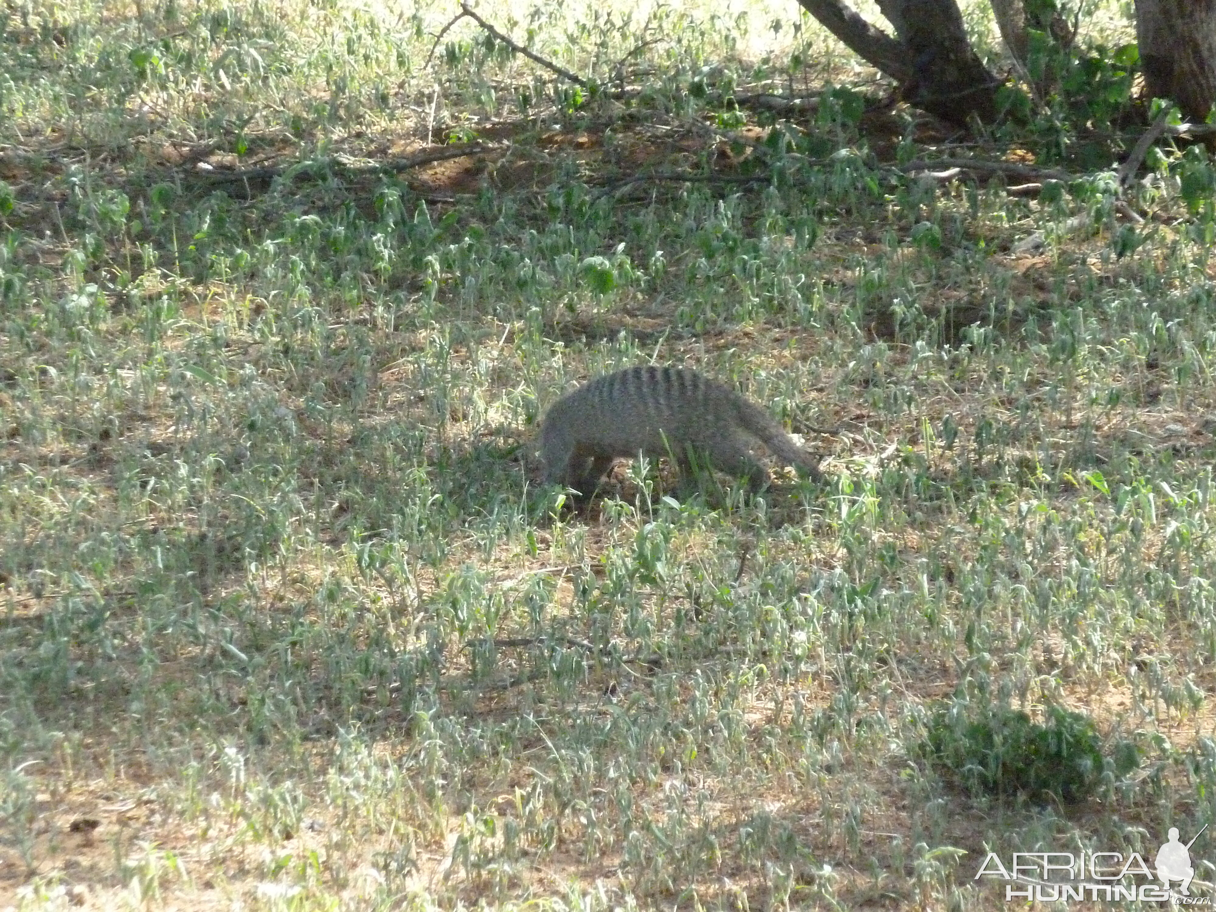 Banded Mongoose Namibia