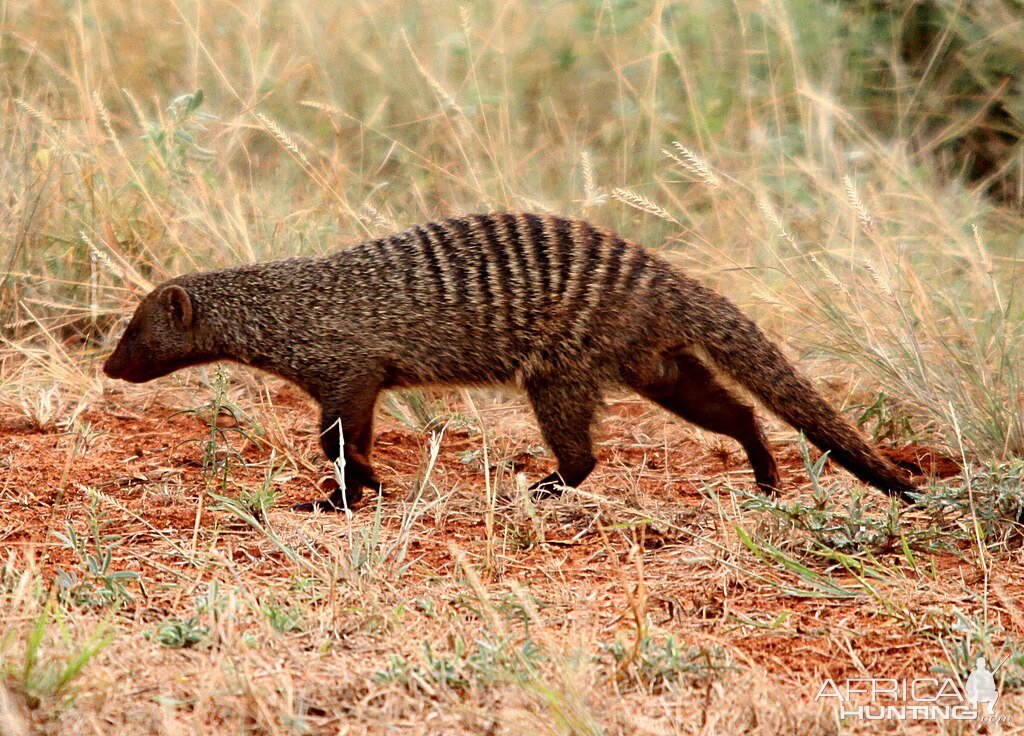 Banded Mongoose South Africa