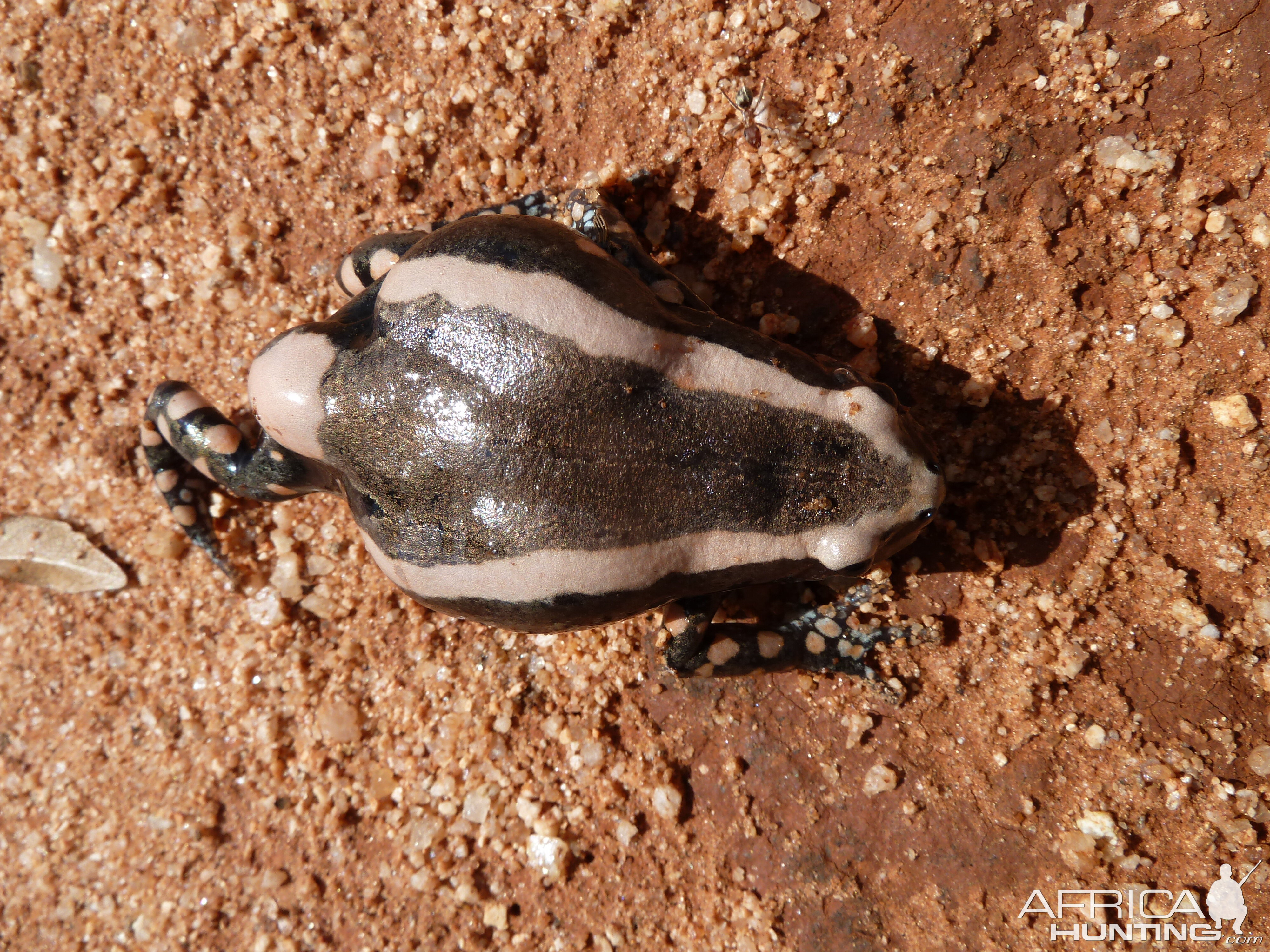 Banded Rubber Frog namibia