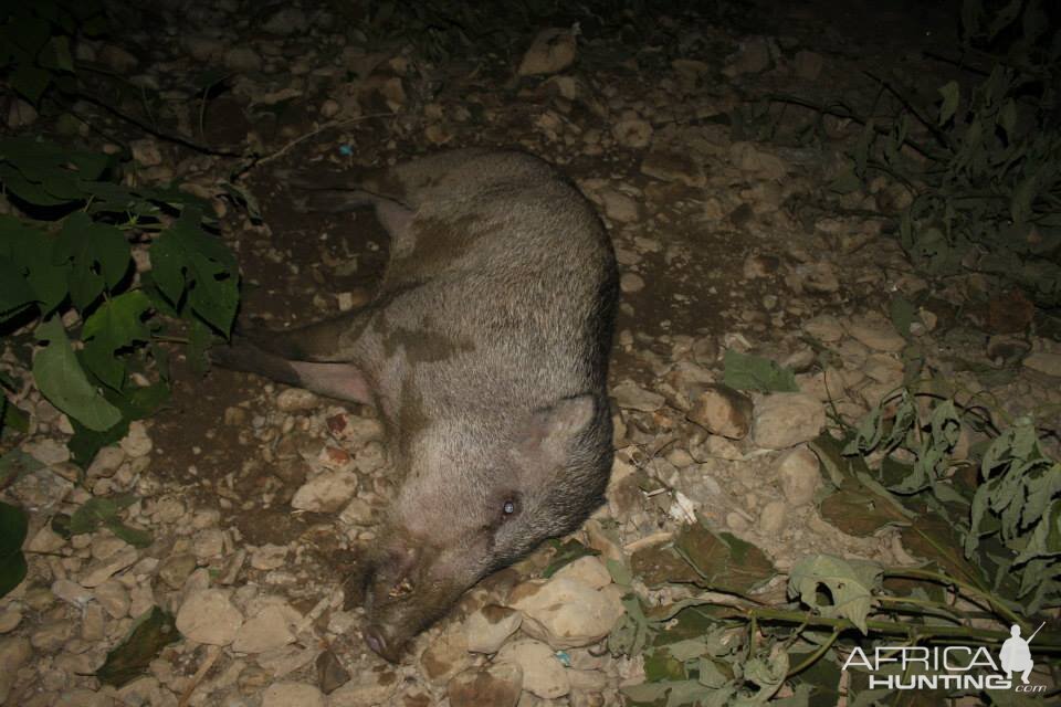 Bangladesh Hunt Wild Boar
