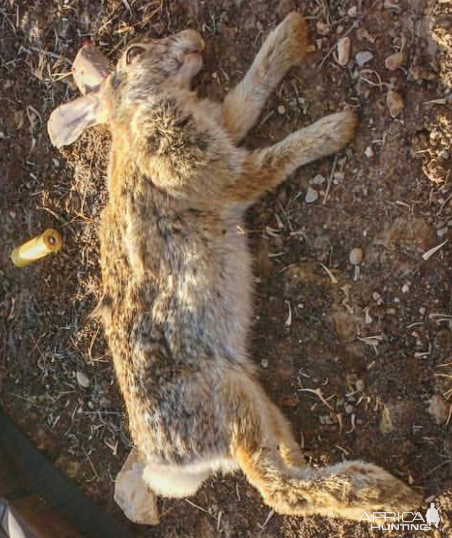 Bangladesh Hunting Rabbit
