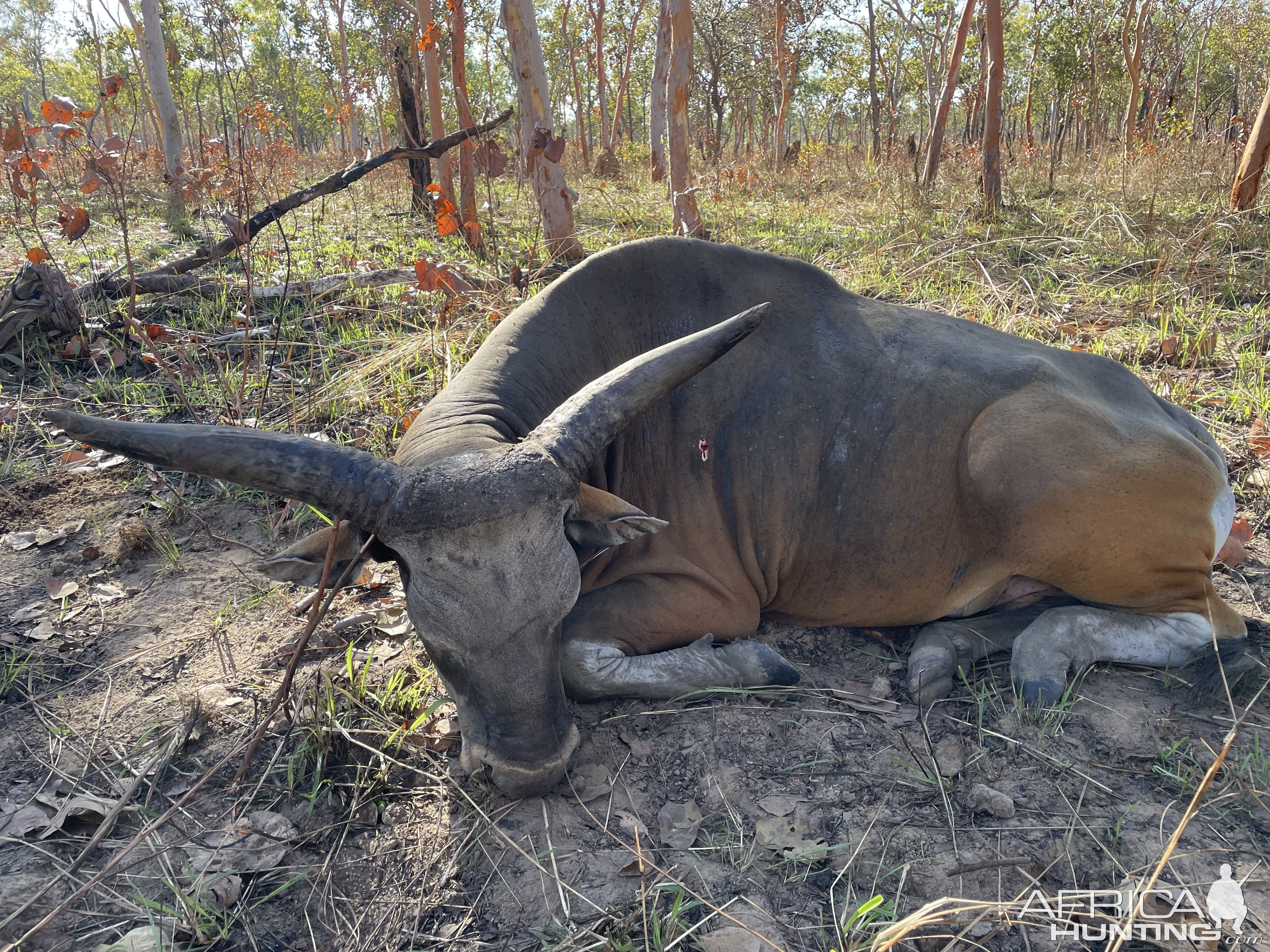 Banteng Hunt Australia