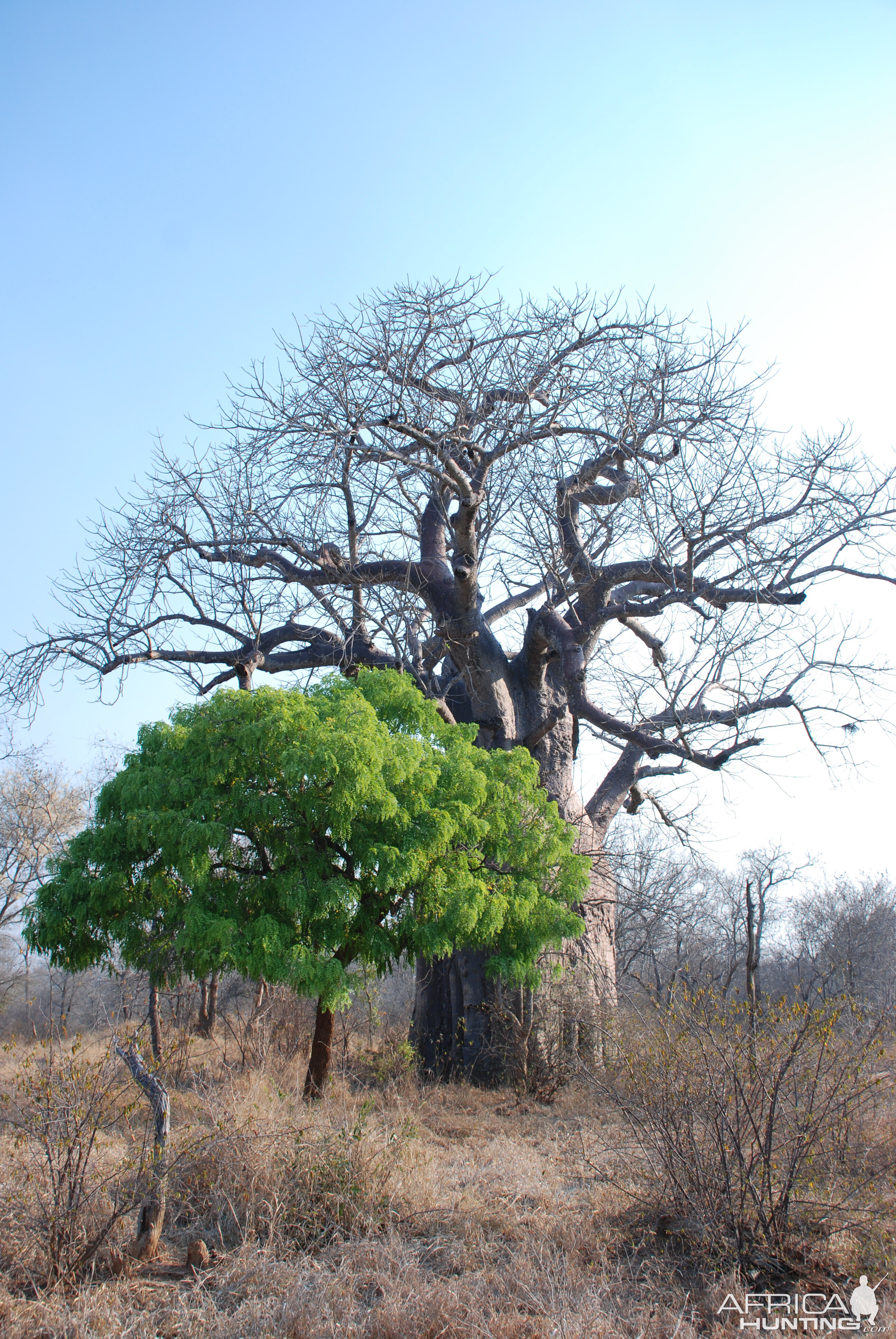 Baobab, again