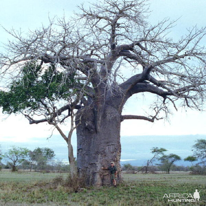 Baobab in the Selous