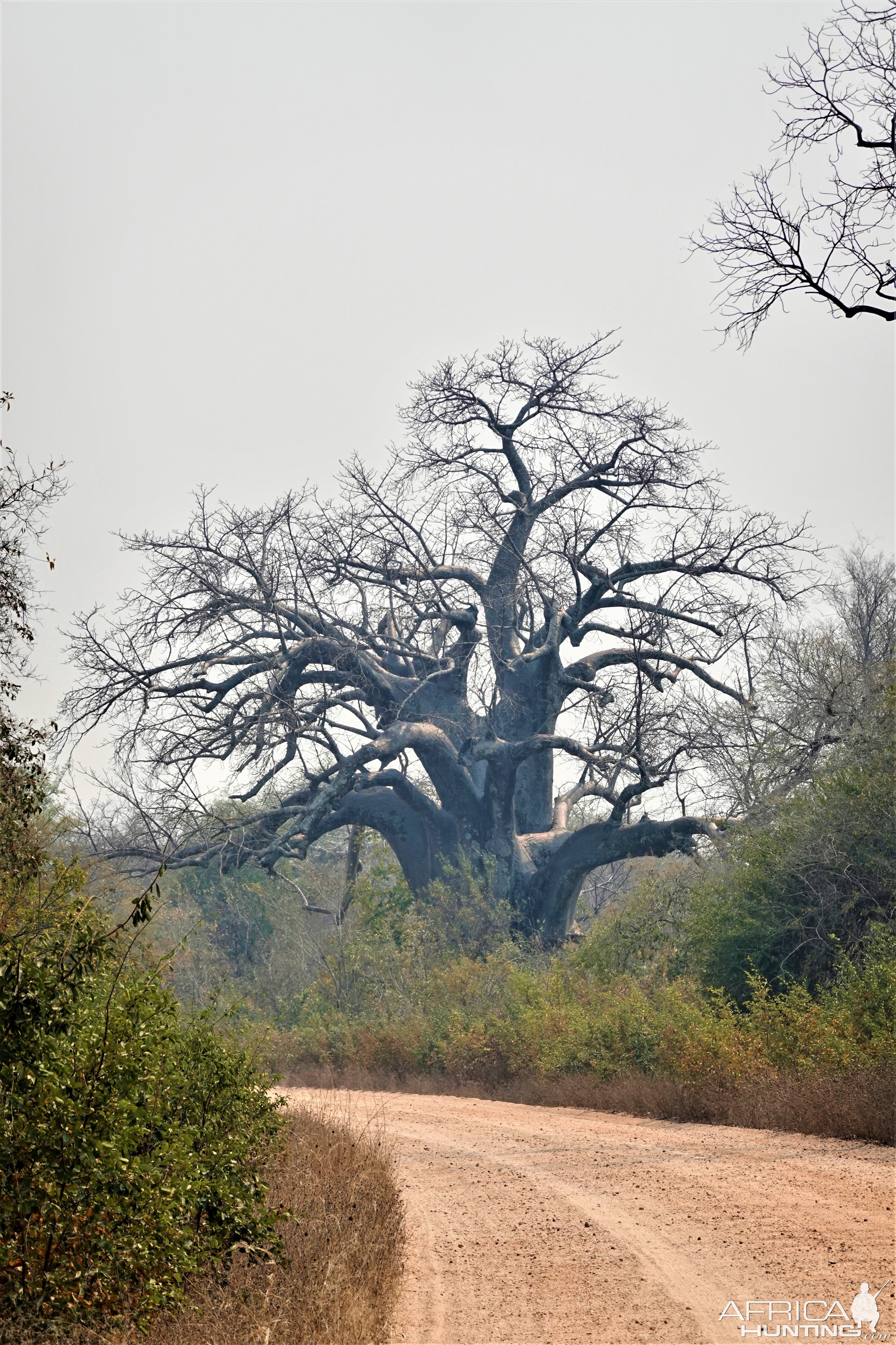 Baobab Tree Dande North Zimbabwe