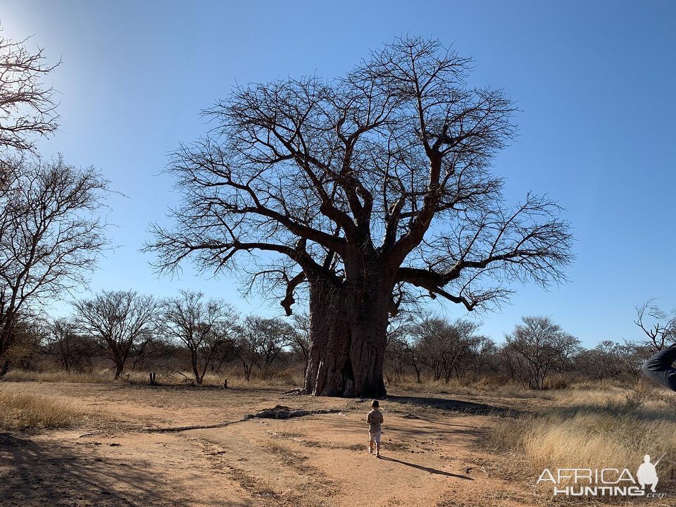 Baobab Tree South Africa