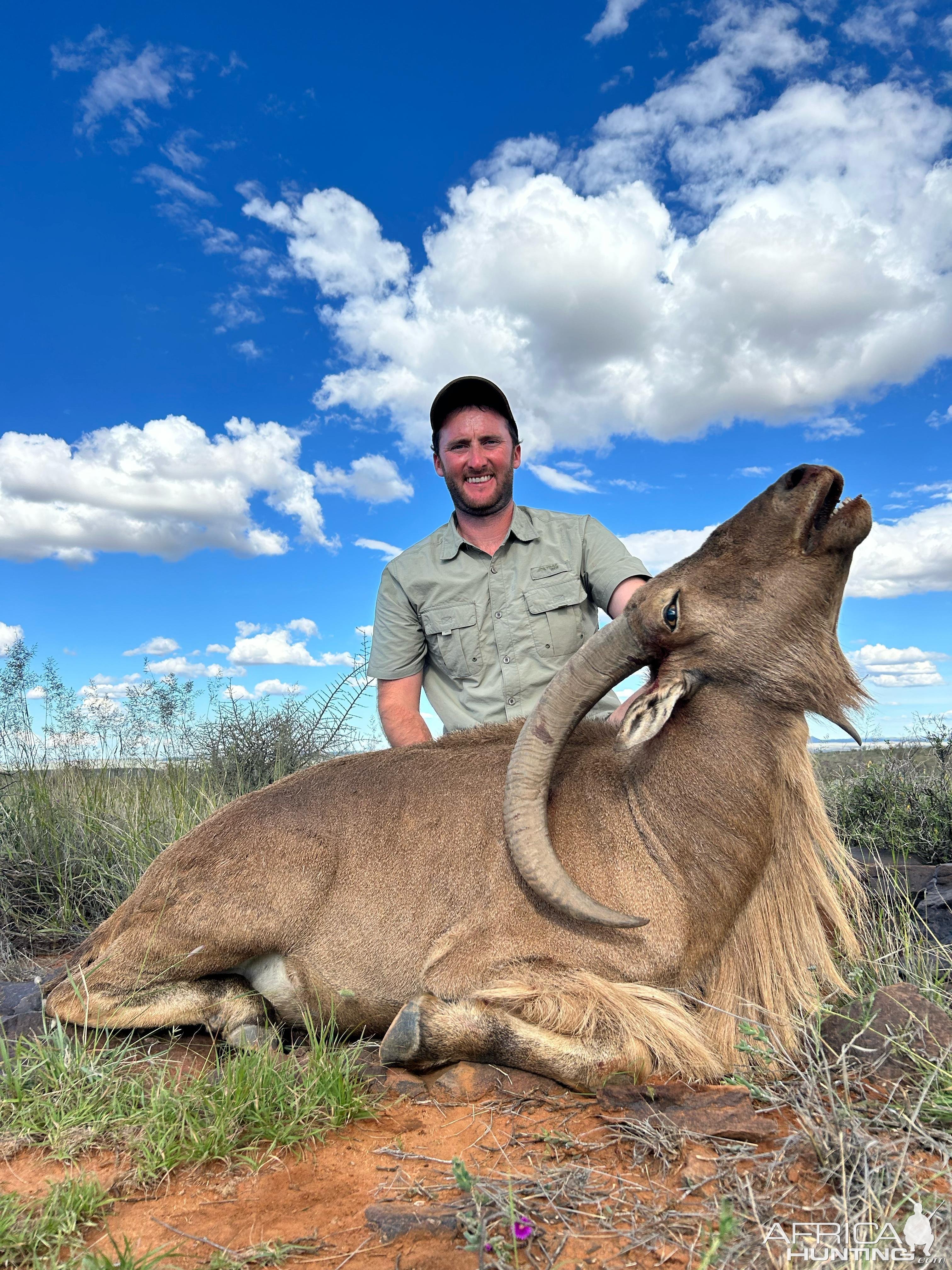 Barbary Sheep Hunt South Africa
