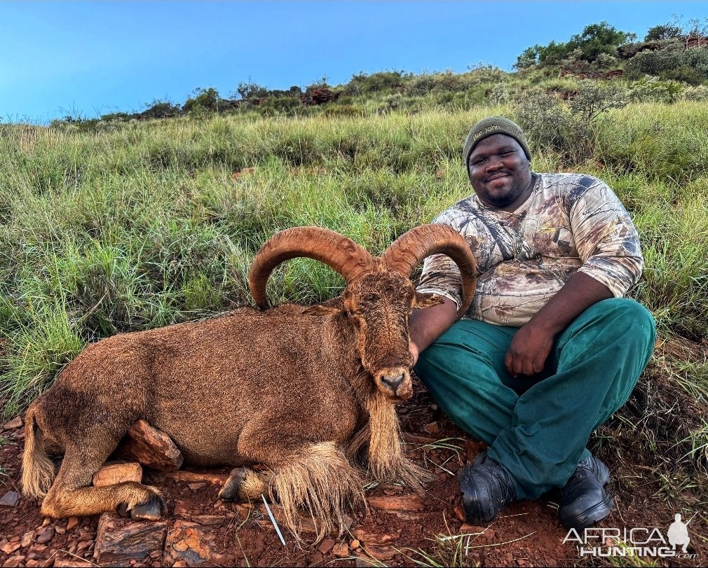 Barbary Sheep Hunt South Africa
