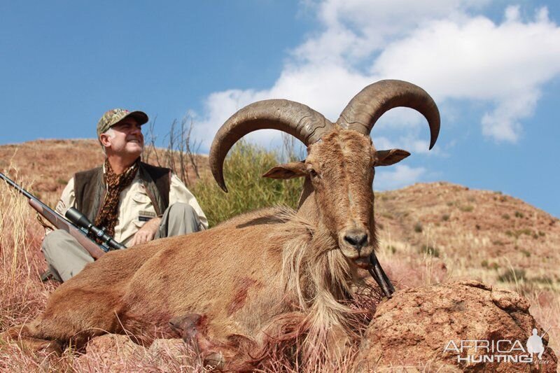 Barbary Sheep Hunt South AFrica