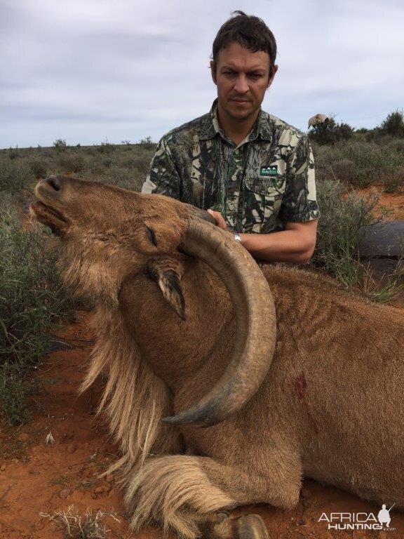 Barbary Sheep Hunt