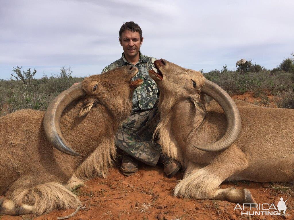 Barbary Sheep Hunt