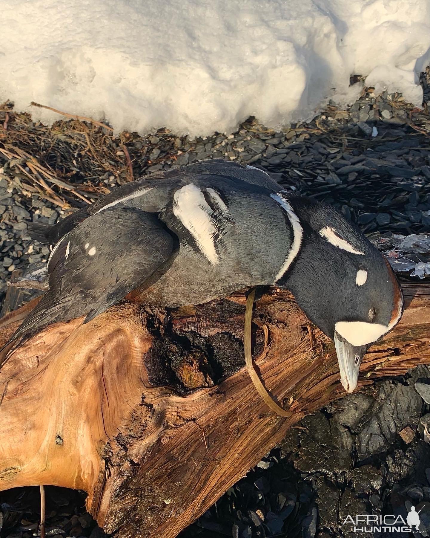 Barrow's Goldeneye Bird Hunting Anchorage Alaska