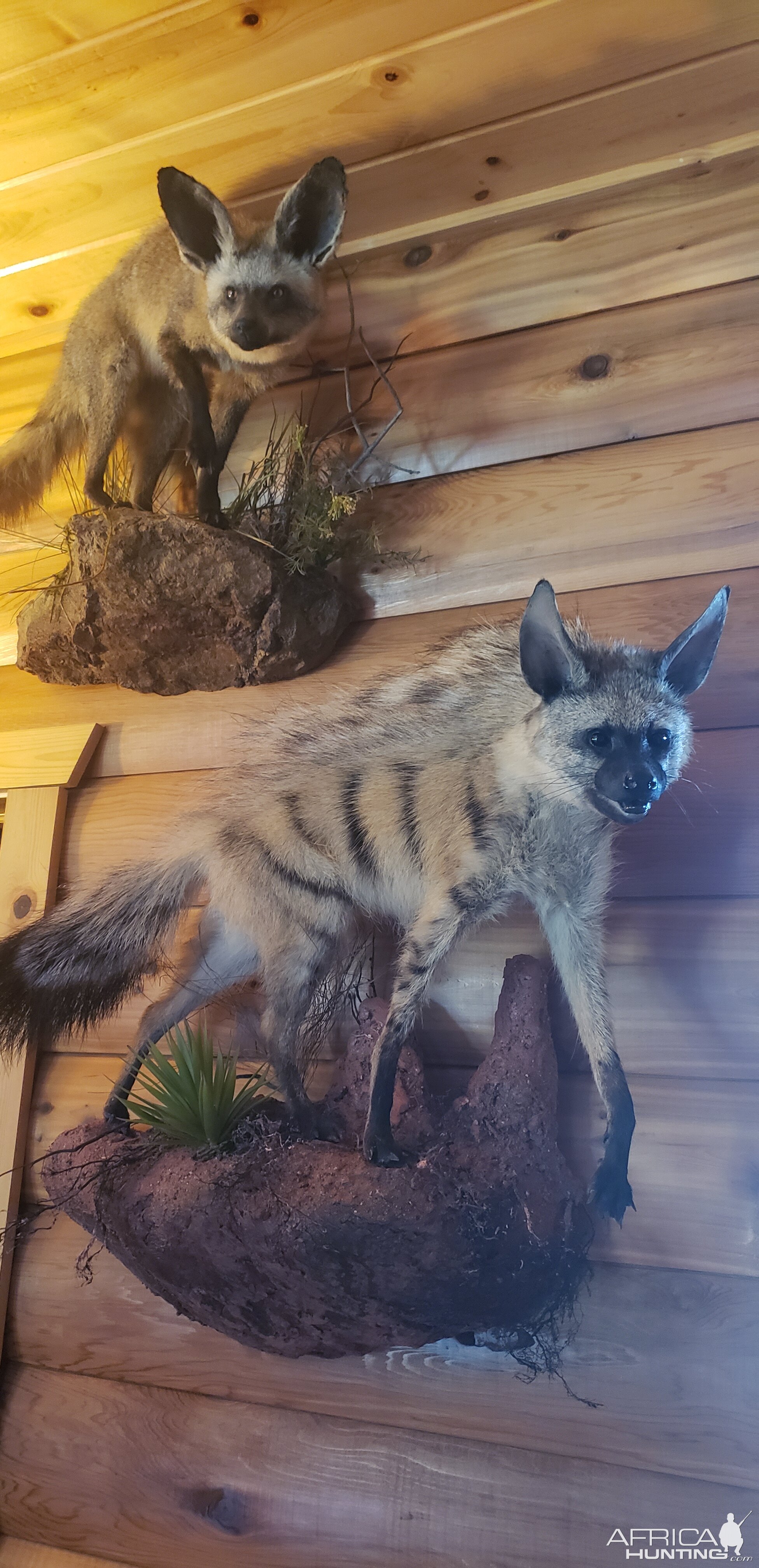 Bat-eared Fox & Aardwolf Full Mount Taxidermy