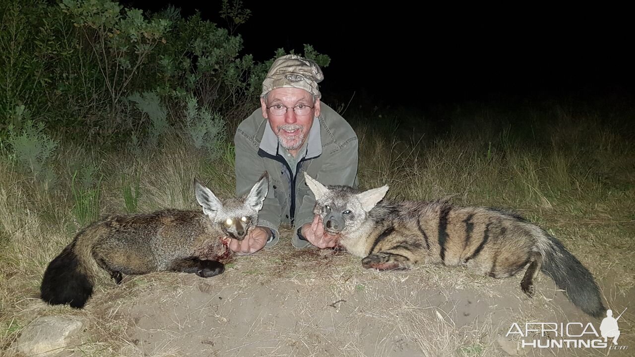 Bat-eared Fox & Aardwolf Hunting South Africa