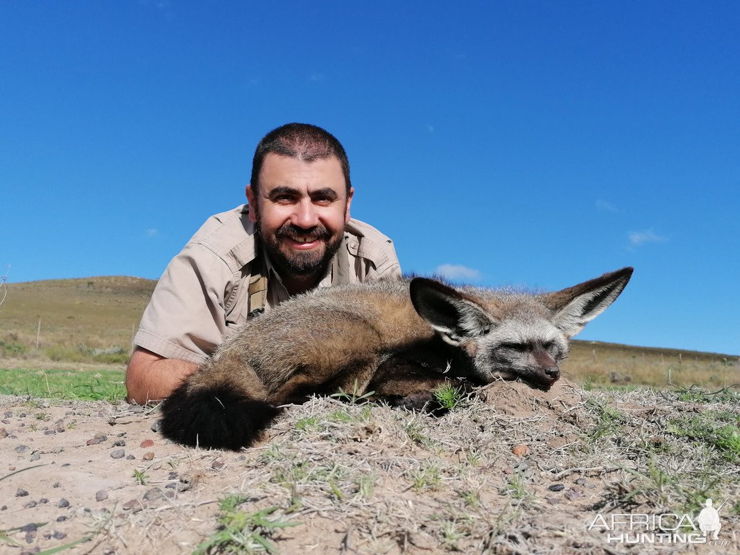 Bat-Eared Fox Hunt South Africa