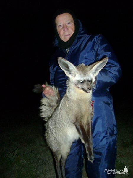 Bat-eared Fox South Africa Hunt