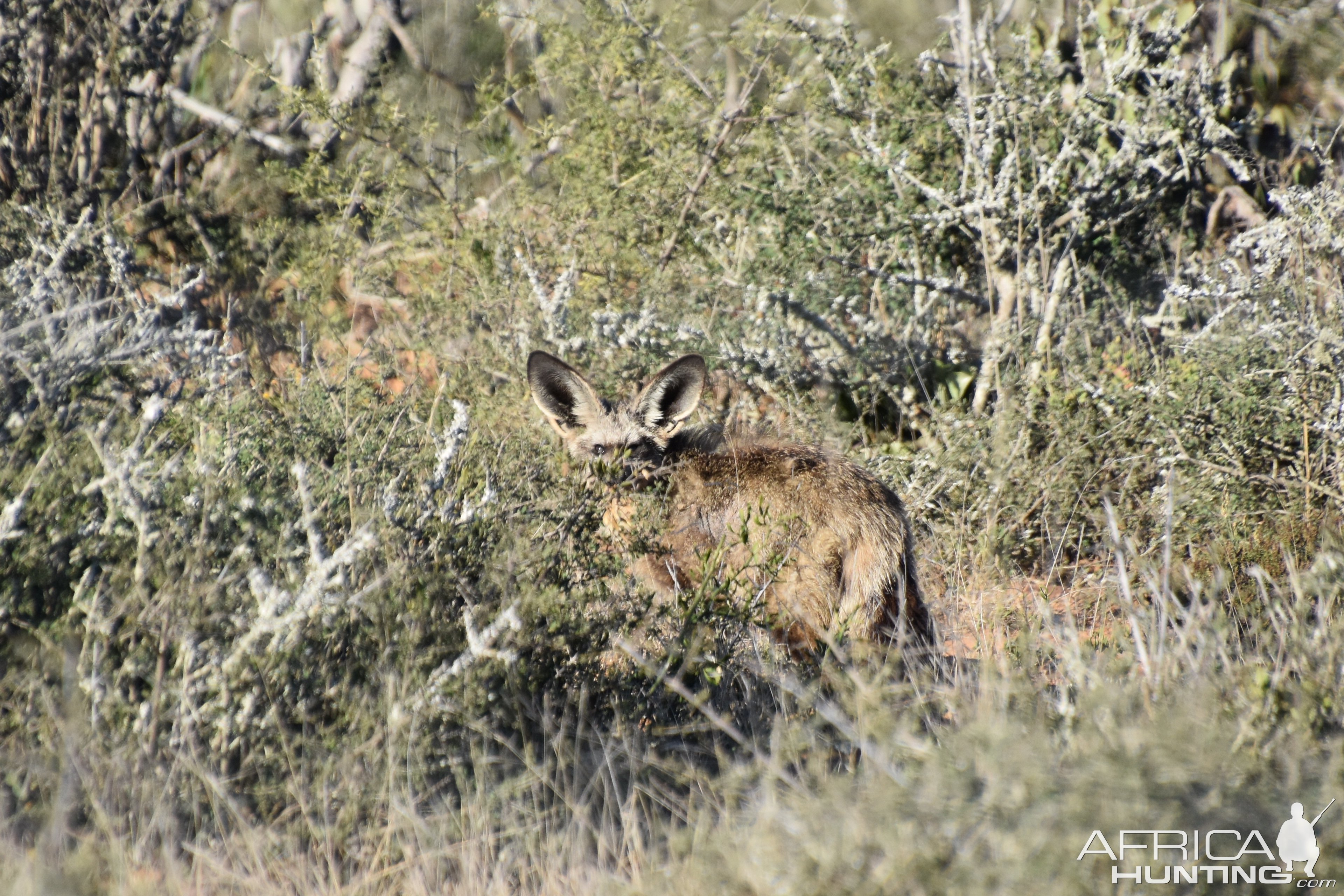 Bat-Eared Fox South Africa