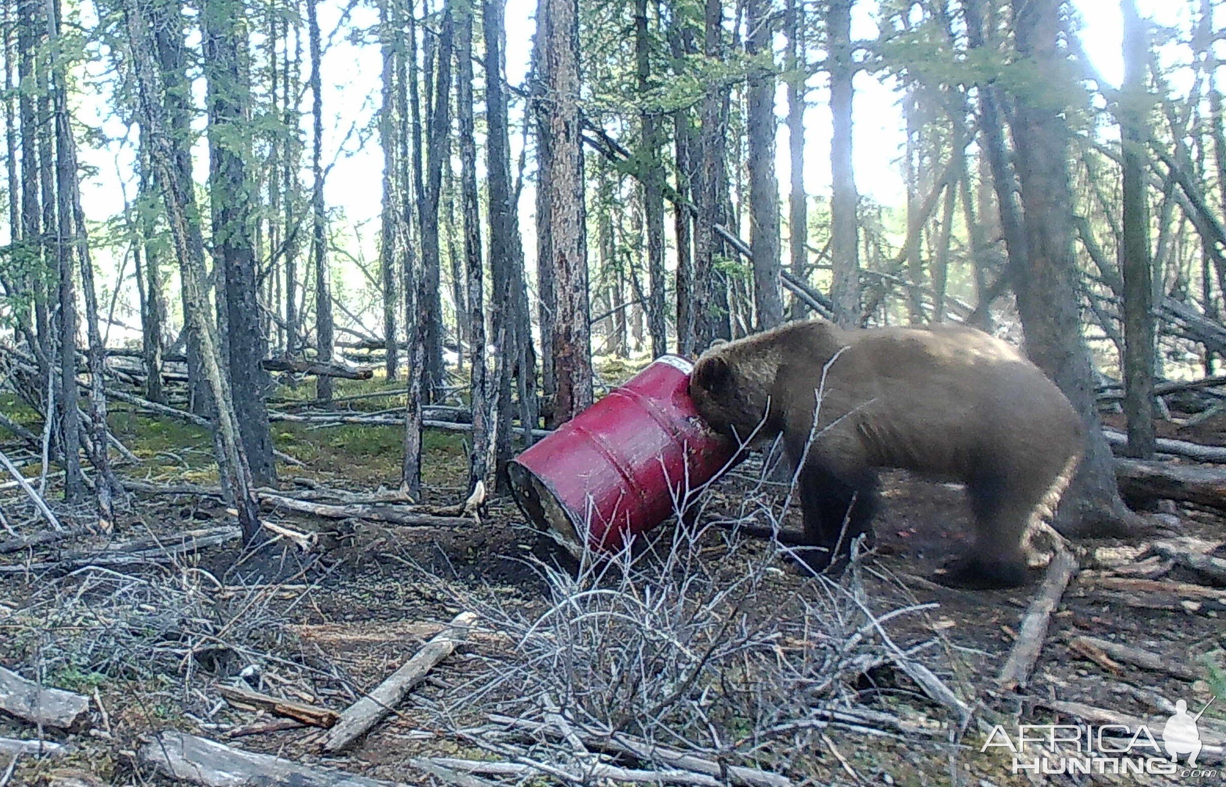 Bear Alaska USA
