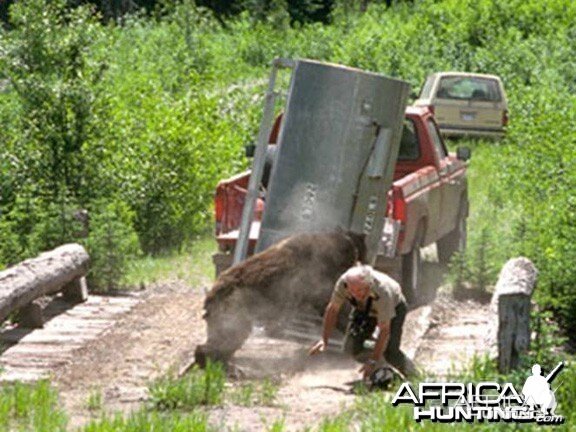 Bear Attack - Mauling